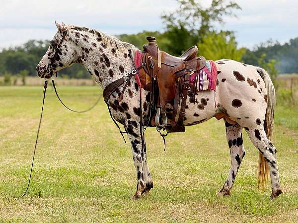 flashy-appaloosa-horse