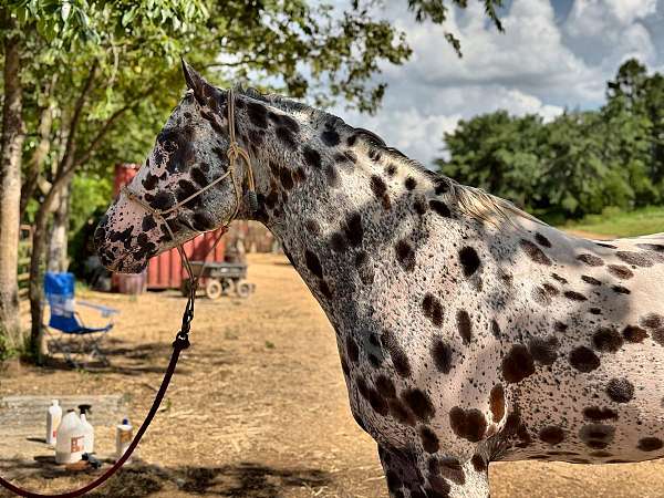 color-producer-appaloosa-horse