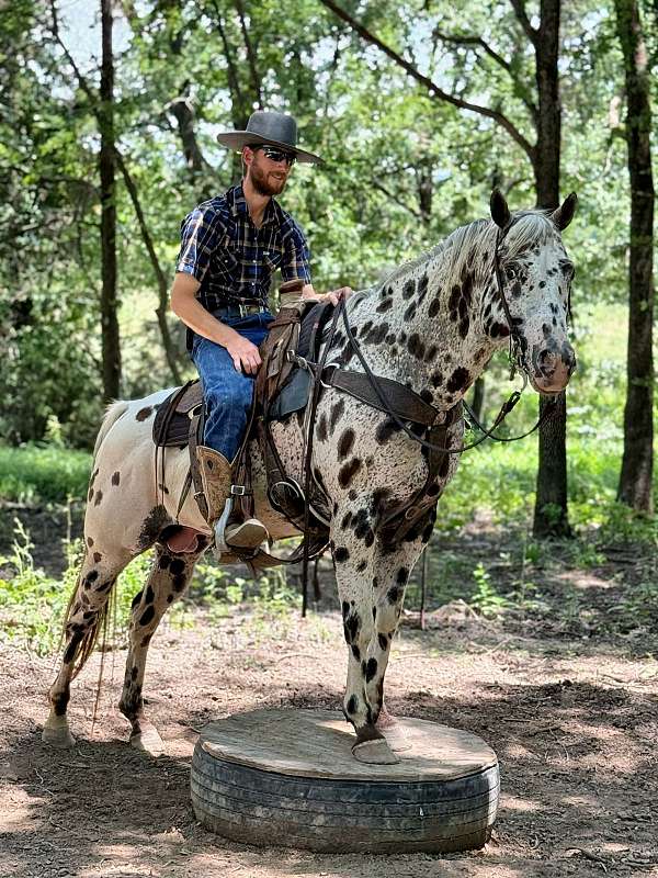 horsemanship-appaloosa-horse