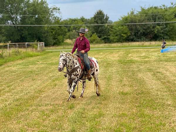 natural-horsemanship-training-appaloosa-horse