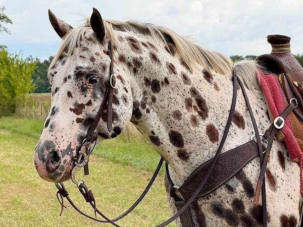 ranch-appaloosa-horse