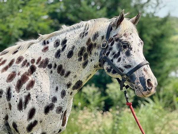 stallion-appaloosa-horse