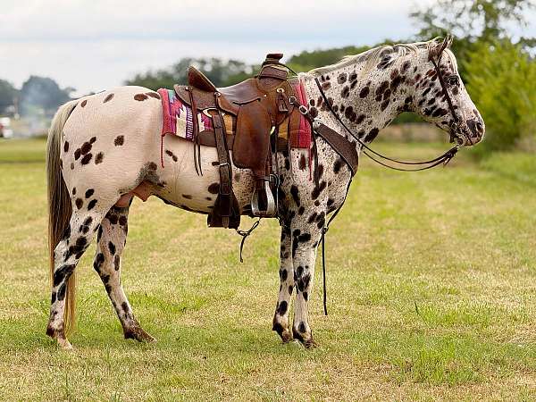 breeding-appaloosa-horse