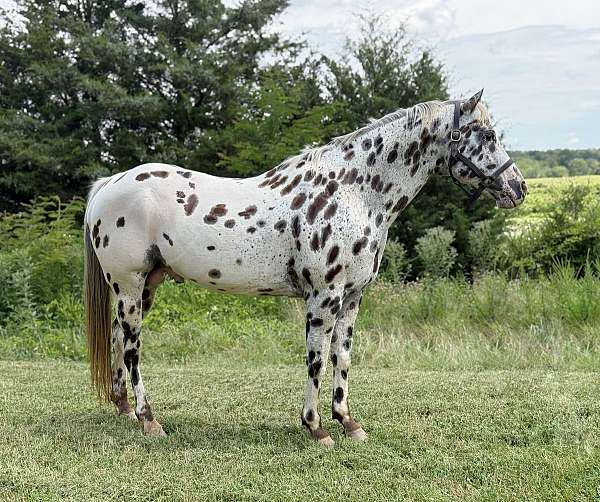 leopard-horse