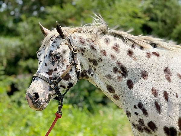 ranch-work-appaloosa-horse