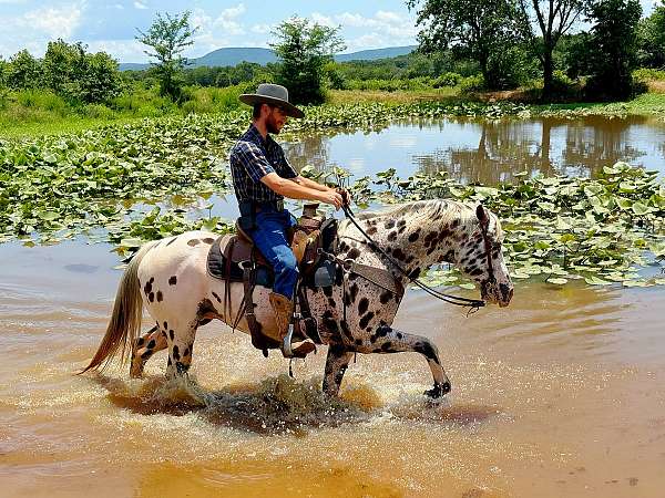 trail-riding-appaloosa-horse