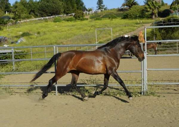 dressage-trail-riding-andalusian-pony