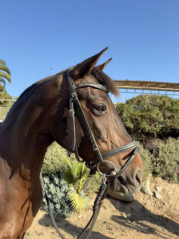dressage-trail-riding-pony
