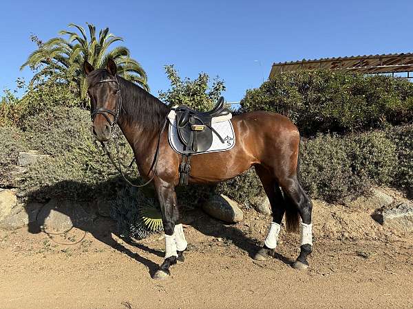 bay-dressage-trail-riding-pony