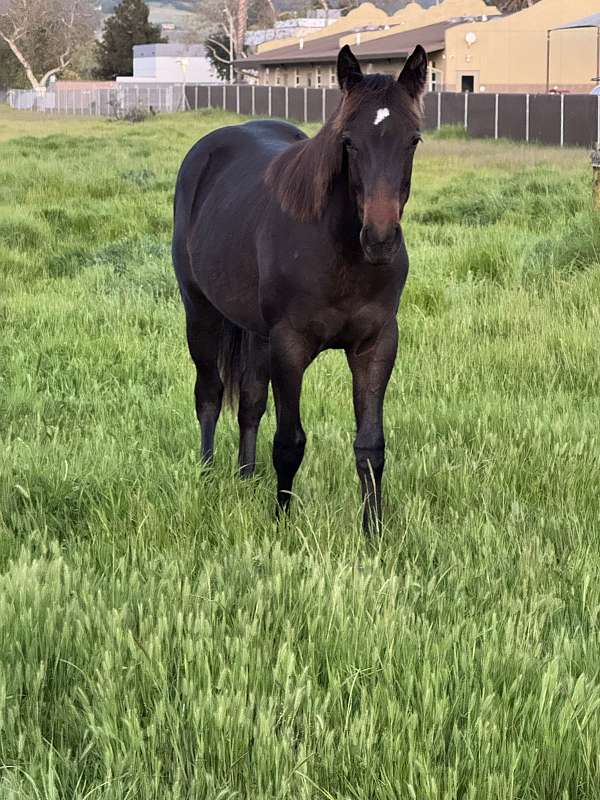 trailers-well-filly