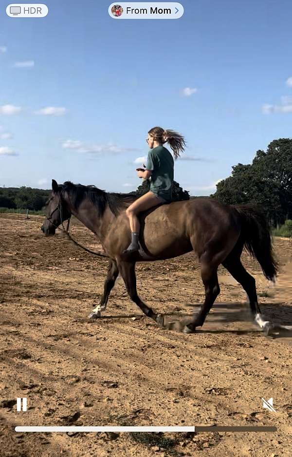 quarter-horse-for-sale