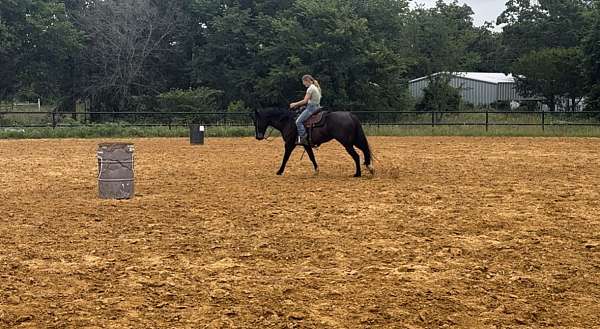 quarter-horse-gelding