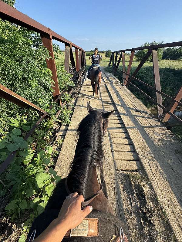 quarter-horse