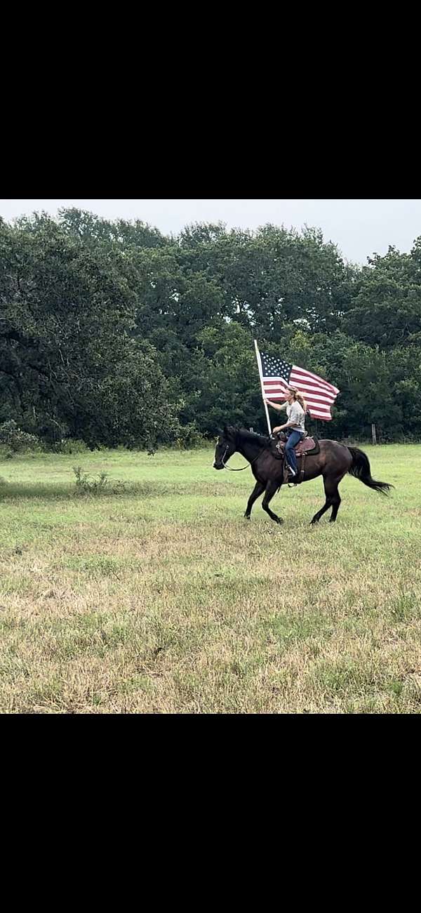 all-around-gelding