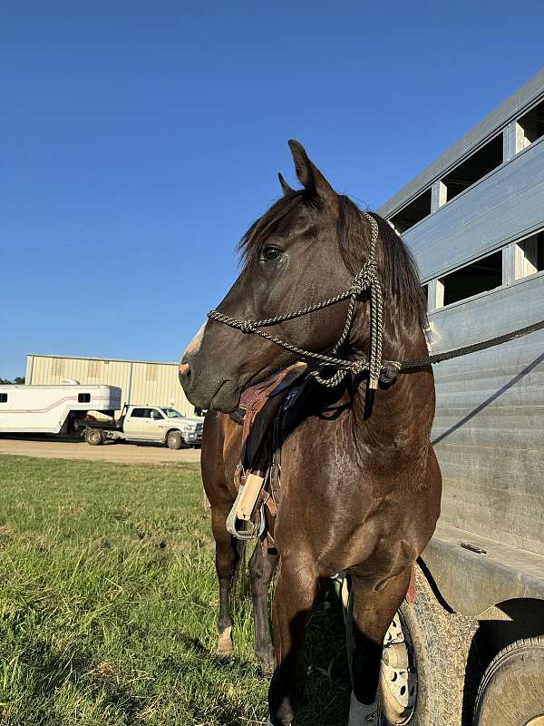 beginner-gelding