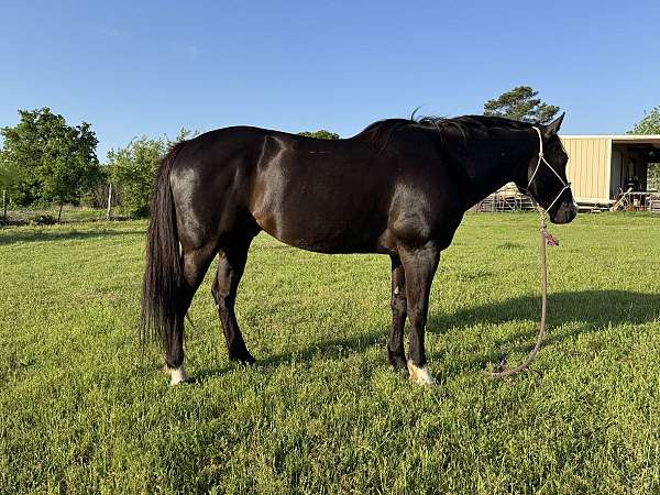 gelding