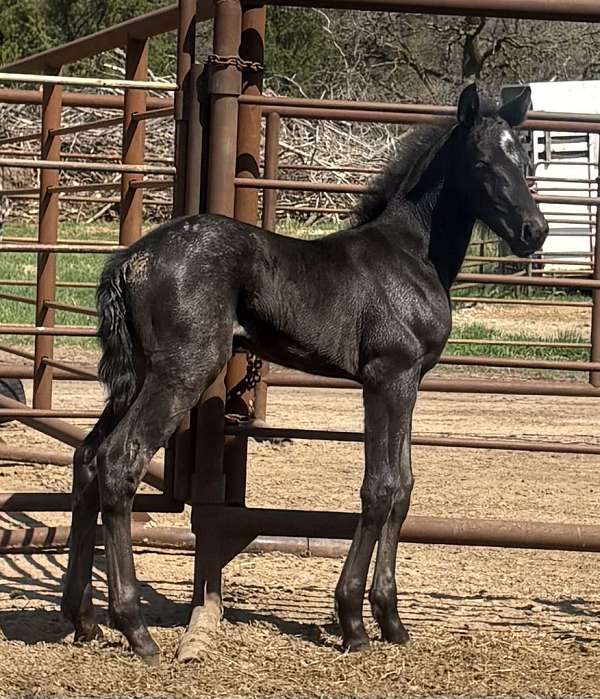 12-hand-percheron-filly