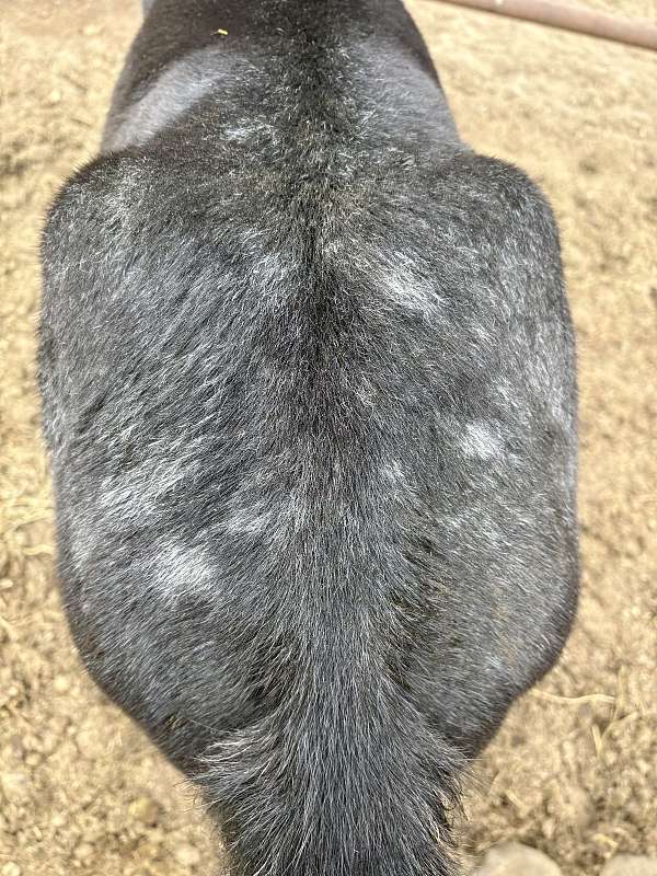 foundation-appaloosa-percheron-horse