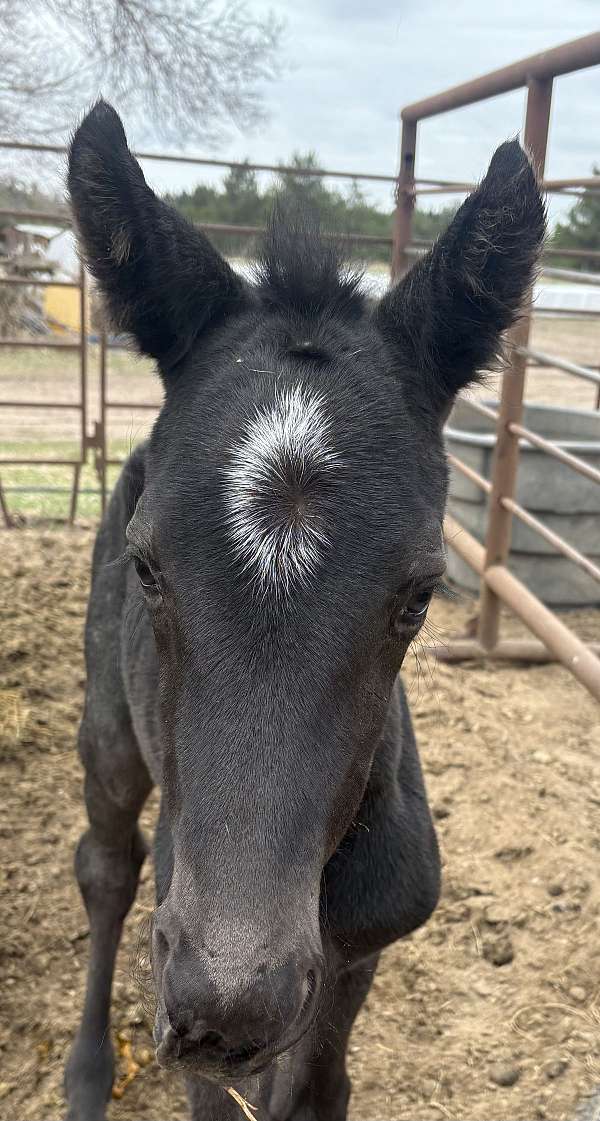 homozygous-appaloosa-percheron-horse