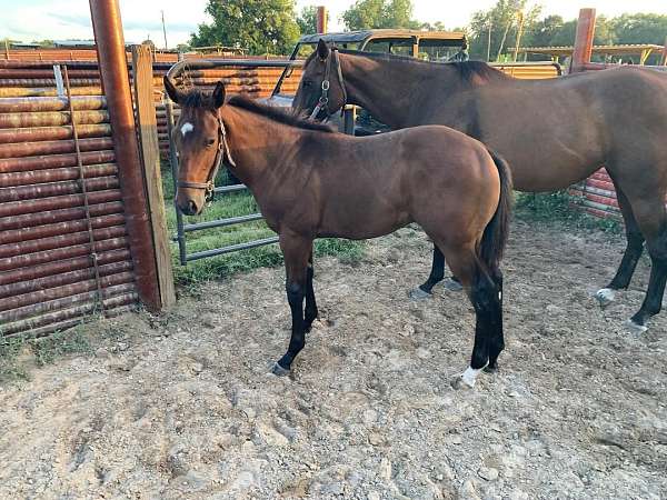 racing-colt-foal