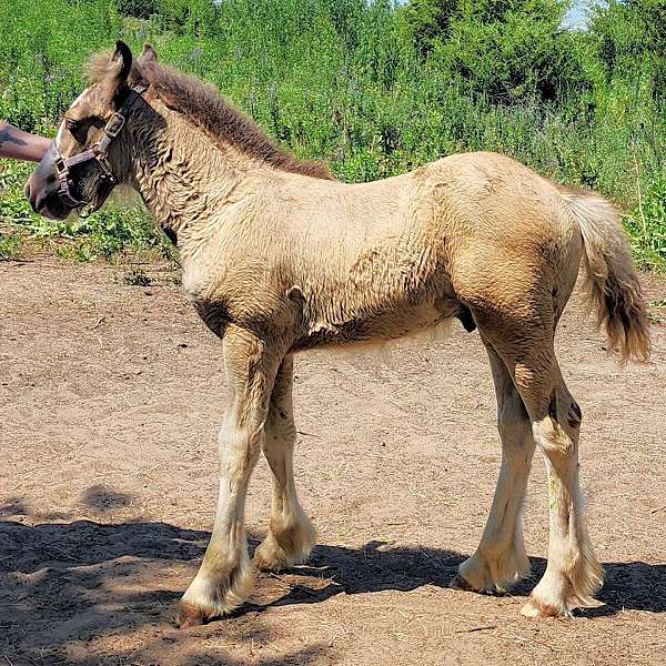 smokey-black-horse
