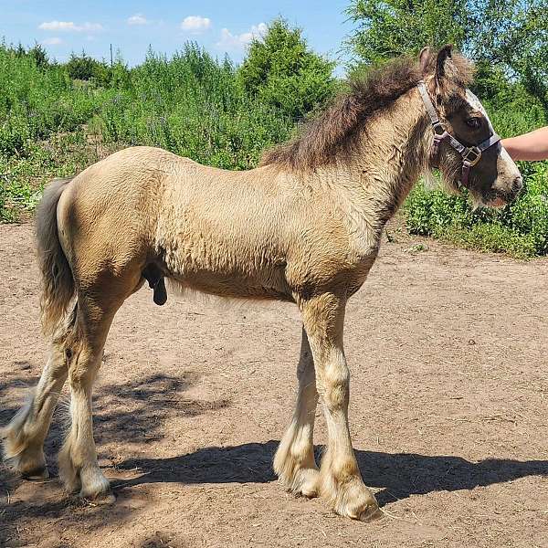 smokey-black-gypsy-vanner-colt