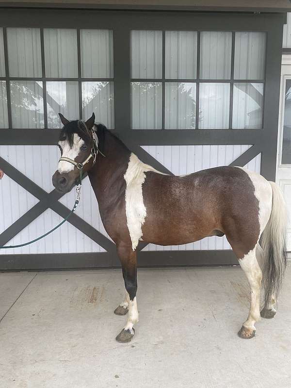 miniature-gelding