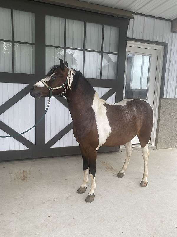 miniature-pony-for-sale