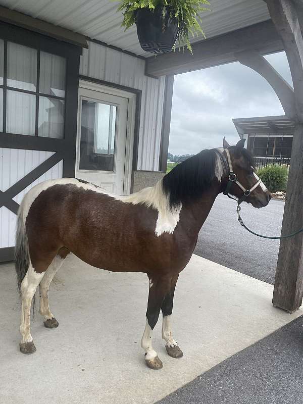 miniature-pony