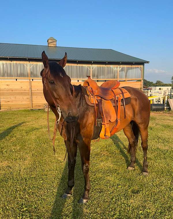 all-around-quarter-horse-warmblood-horse