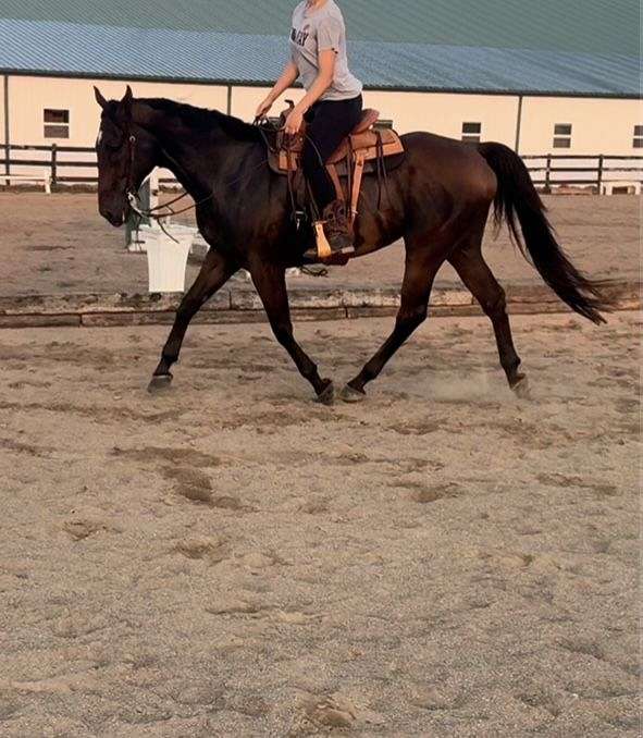 athletic-quarter-horse-warmblood-horse