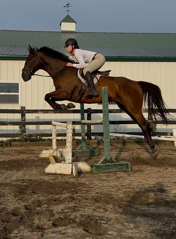 dressage-quarter-horse-warmblood-horse