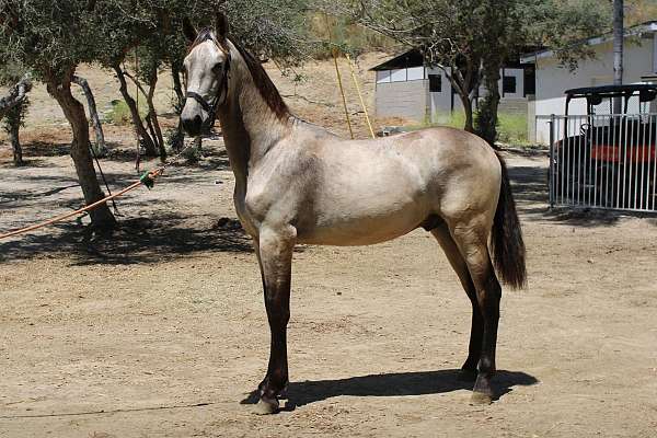 los-angeles-colt