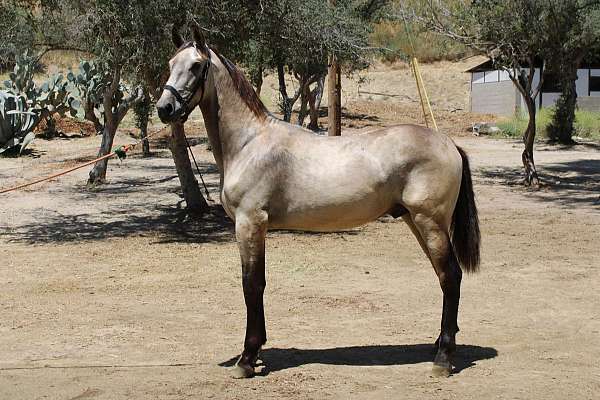 bayo-andalusian-horse