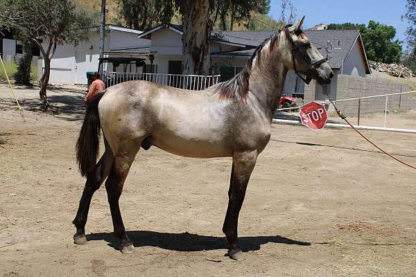 buckskin-andalusian-horse