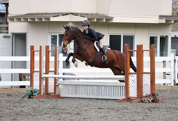 quarab-gelding