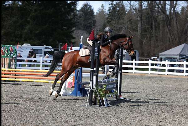 quarab-pony-for-sale