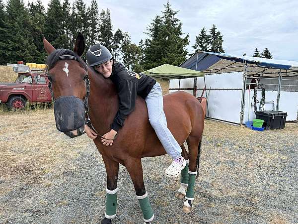 quarab-pony