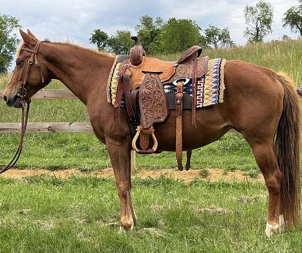 ridden-western-trail-riding-pony