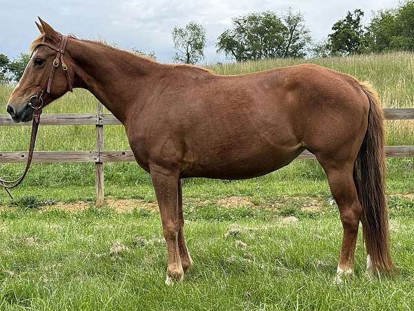 chestnut-pony-mare