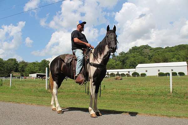 all-around-mare-spotted-saddle-horse
