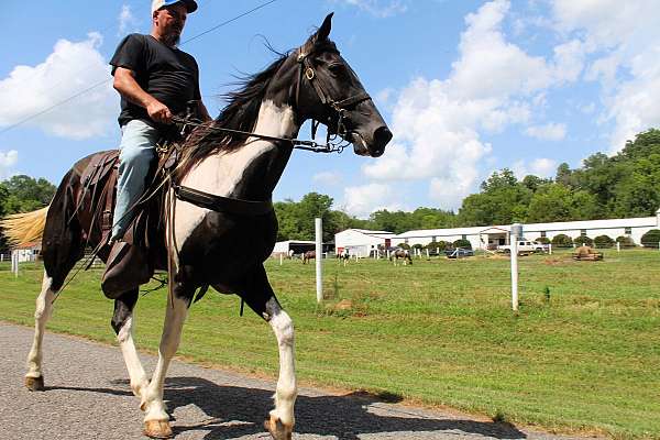 babysitter-spotted-saddle-horse