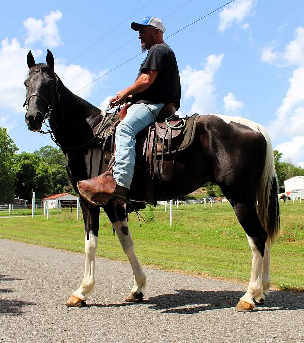 babysitter-type-spotted-saddle-horse
