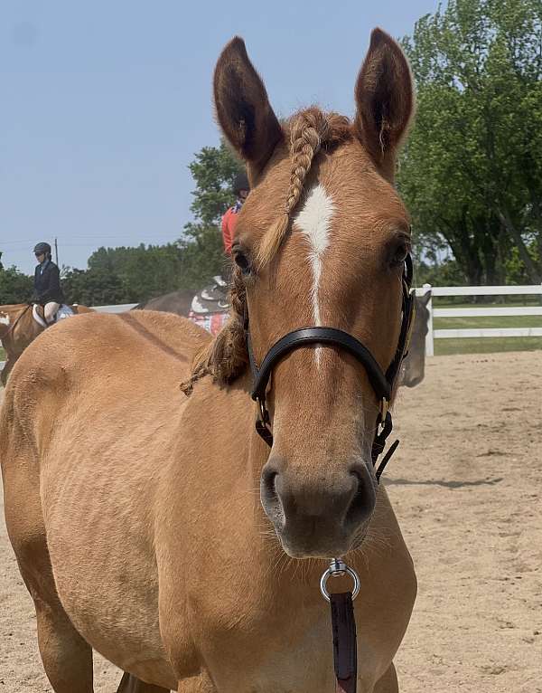 dun-red-dun-draft-filly-mare