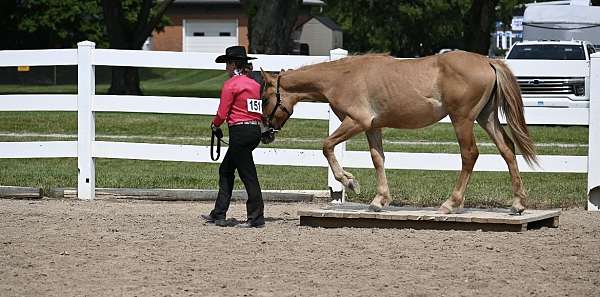 dun-red-dun-draft-horse