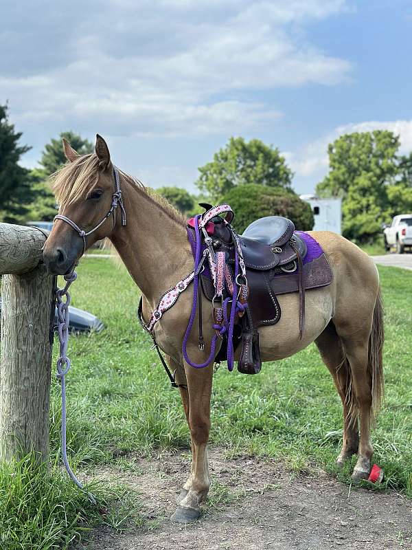 dun-red-dun-show-experience-horse