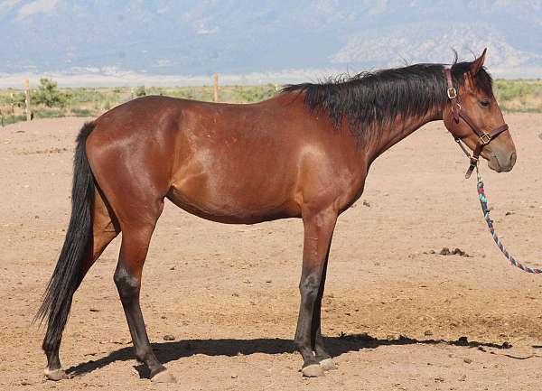 snip-left-hind-partial-cornet-horse