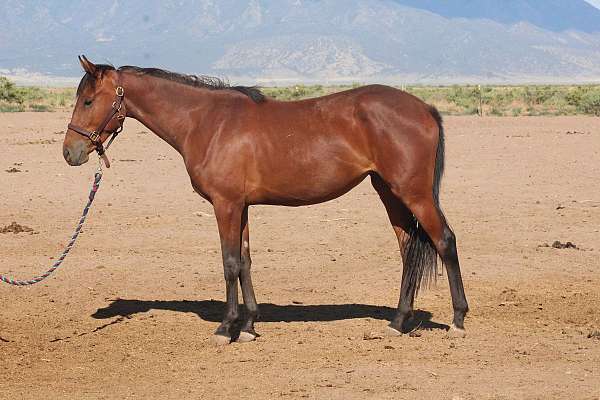 attention-iberian-horse