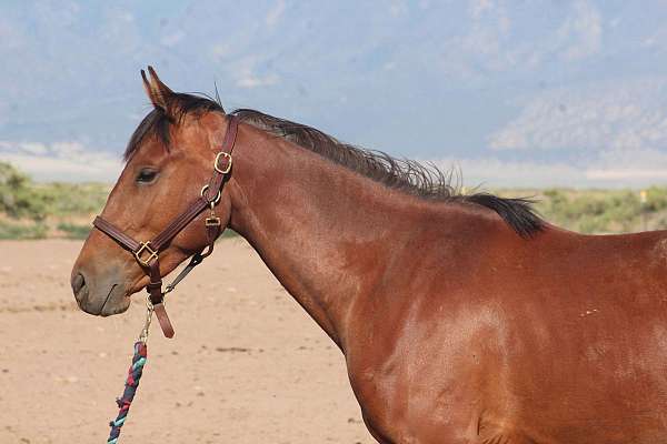 best-iberian-horse