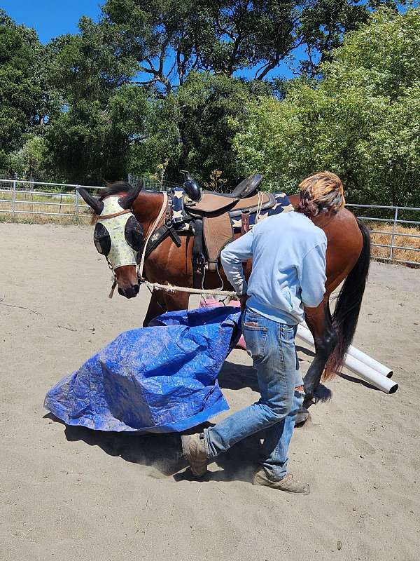 lines-appaloosa-horse
